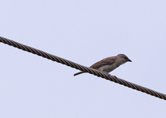 Gymnoris xanthocollis