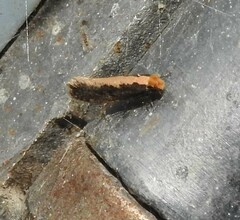 Monopis crocicapitella