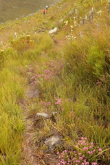 Erica cubica