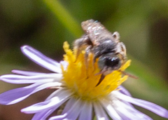 Anthophorula