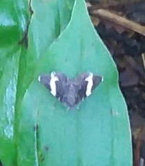 Trichodezia albovittata