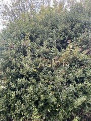 Ilex aquifolium