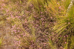 Erica cubica