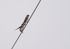 Petrochelidon fluvicola