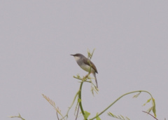 Prinia hodgsonii