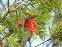 Zosterops palpebrosus
