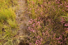 Erica cubica
