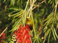 Zosterops palpebrosus