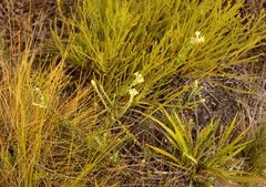 Gnidia oppositifolia