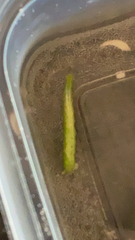 Trichoplusia ni