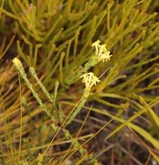 Gnidia oppositifolia