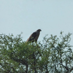 Buteogallus coronatus