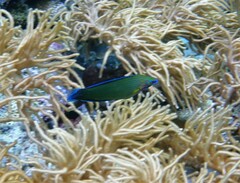 Halichoeres richmondi