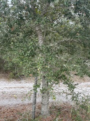 Quercus geminata