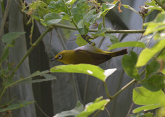 Zosterops palpebrosus