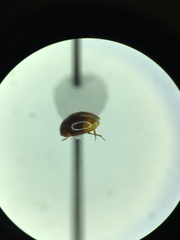 Phalacridae