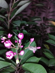 Jatropha integerrima