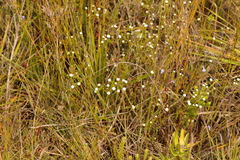 Phylica debilis
