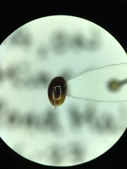 Phalacridae