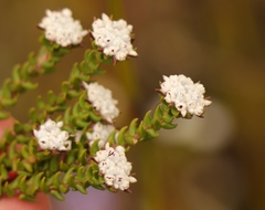 Phylica debilis
