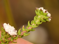 Phylica debilis