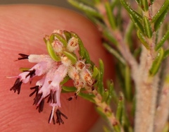Erica uberiflora