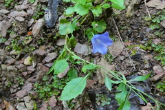 Campanula cochleariifolia