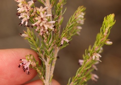 Erica uberiflora