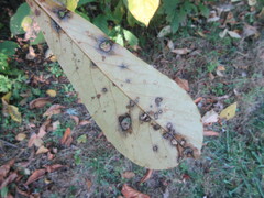 Phyllosticta asiminae