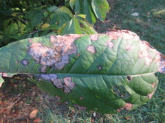 Phyllosticta asiminae