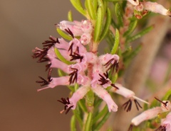 Erica uberiflora