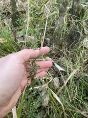 Euthamia leptocephala