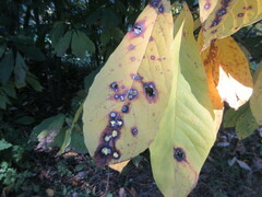 Phyllosticta asiminae