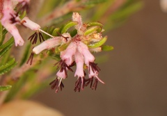 Erica uberiflora