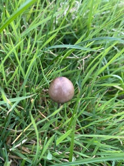Panaeolus foenisecii
