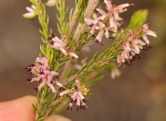 Erica uberiflora