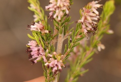 Erica uberiflora