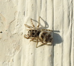 Salticus scenicus