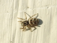 Salticus scenicus