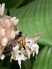 Diabrotica limitata
