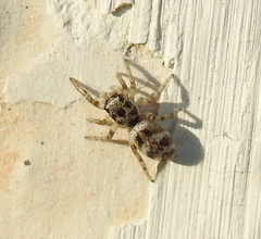 Salticus scenicus