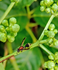 Ropalidia erythrospila
