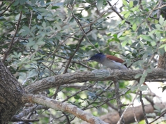 Terpsiphone paradisi