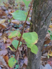 Celastrus orbiculatus