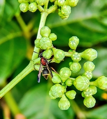 Ropalidia erythrospila