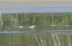 Marmaronetta angustirostris