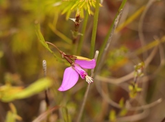 Polygala refracta