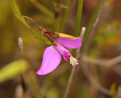 Polygala refracta