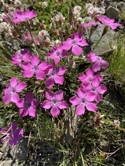 Dianthus pavonius