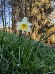 Narcissus